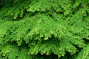 Natural background of the green leaves and branches of a Katsura tree
