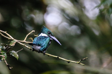 Birds in paradise