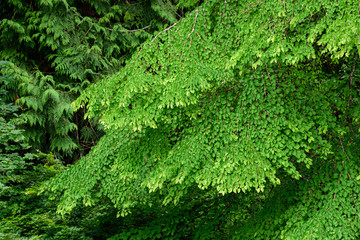 Natural background of the green leaves and branches of a Katsura tree, with some Cedar tree greenery in the background