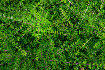 Natural background of small green leaves and branches of a garden bush