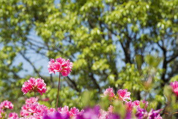 Fototapeta premium 新緑をバックにピンクのツツジの花