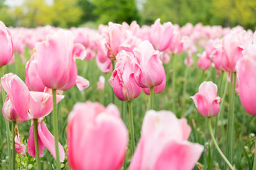 Group of pink tulips in the garden during spring or summer time