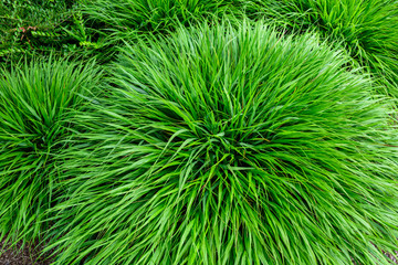 Peaceful texture of green Japanese Forest Grass as a natural background