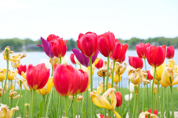 Group of red and yellow tulips in the garden during spring or summer time