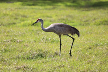 crowned crane