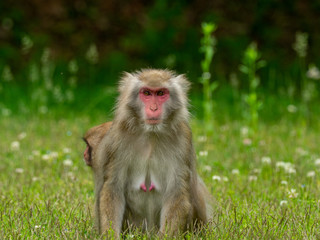 日本猿の親子