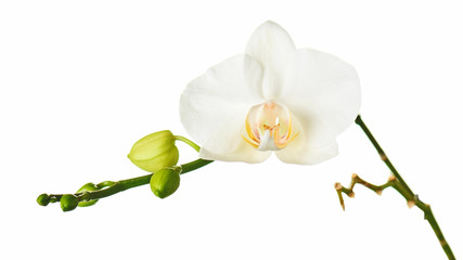 Orchid flowers isolated on white.
