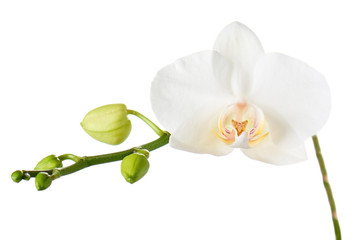 Naklejka na ściany i meble Orchid flowers isolated on white.