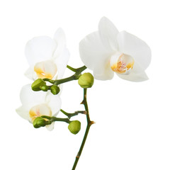 Orchid flowers isolated on white.