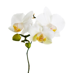 Fototapeta premium Kwiaty orchidei na białym tle.