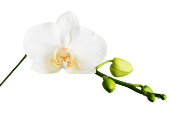 Orchid flowers isolated on white.