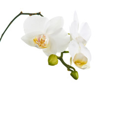 Naklejka na ściany i meble Orchid flowers isolated on white.