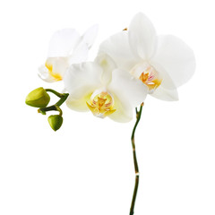Fototapeta na wymiar Orchid flowers isolated on white.