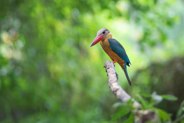 Obraz premium Stork-billed Kingfisher, Halcyon capensis, perching on the tree waiting for fishing showing its best back details and colors in green blur background