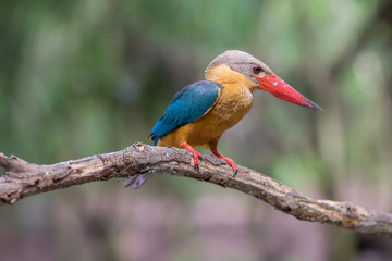 Stork-billed Kingfisher, Halcyon capensis, perching on the tree waiting for fishing showing its best back details and colors in green blur background