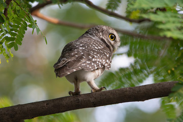 Spotted Owlet (Athene brama), standing on a branch 