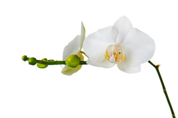 Orchid flowers isolated on white.