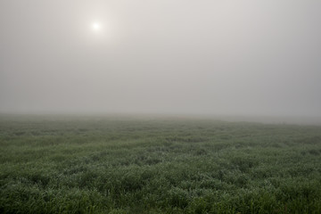 Obraz na płótnie Canvas 霧の中の牧草地帯