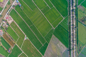 Fototapeta premium Rural road pass through green rice plantation field