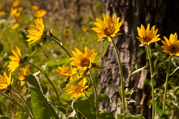 Wildflowers in the Columbia Gorge near Rowena Crest, Oregon