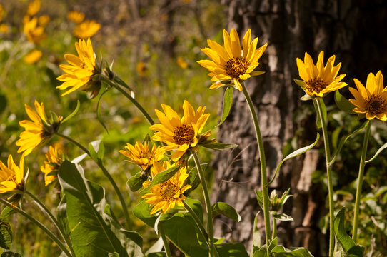 Wildflowers in the Columbia Gorge near Rowena Crest, Oregon