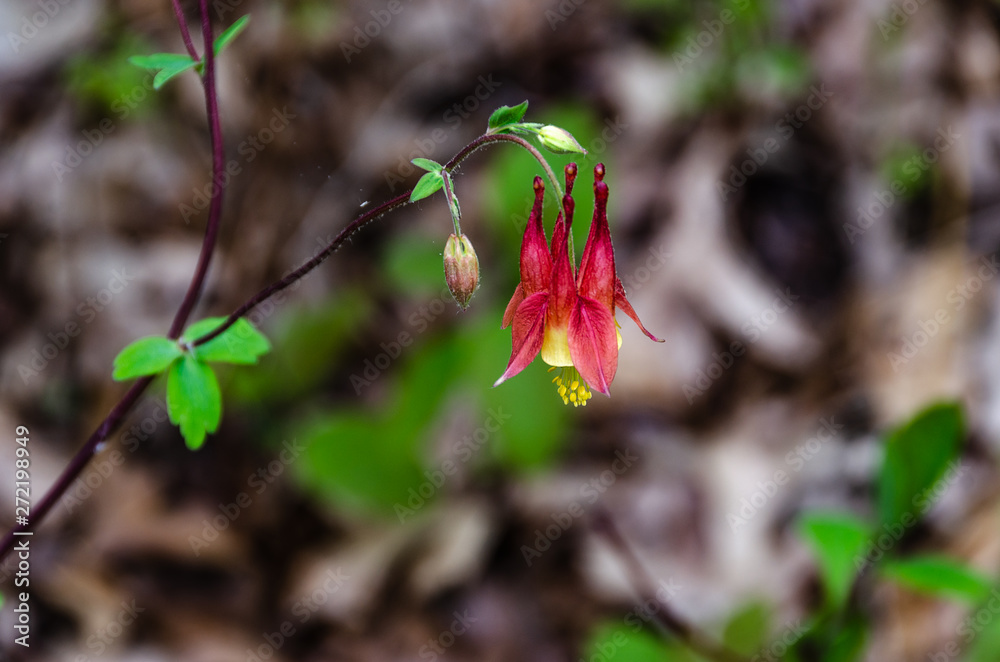 Wall mural Red Columbine with Bud