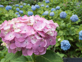 大きなピンク色のあじさいの花