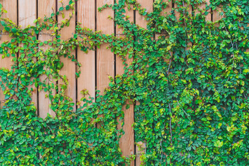 Beautiful Green ivy leaves climbing on  wooden wall. wood planks covered by green leaves. Natural background texture.