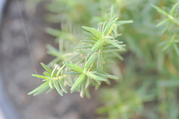 rosemary,Rosmarinus officinalis