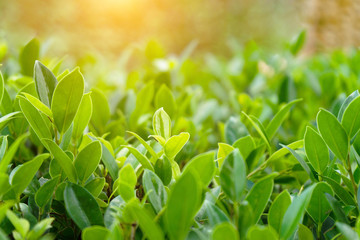 Natural green plants landscape using as a background