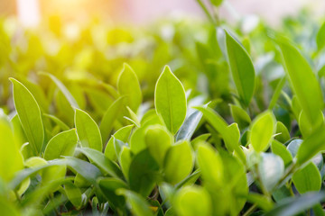 Natural green plants landscape using as a background