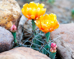 Cactus Flowers