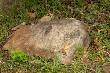 Obraz premium stone in the forest ,nature