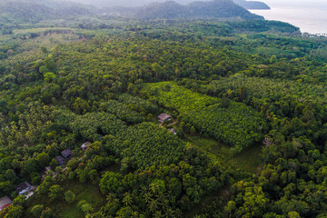 Green tree tropical rainforest on sea island