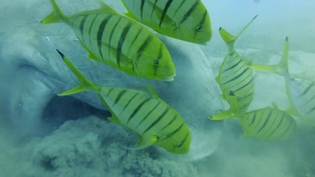 Portrait of Sea Cow (Dugong dugon) who greedily eats sea grass at bottom raising clouds of silt, with school of fish Golden Trevally (Gnathanodon speciosus). Underwater shot, Top view, Closeup 