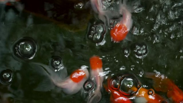 Beautiful gold fish swimming in aquarium tank.