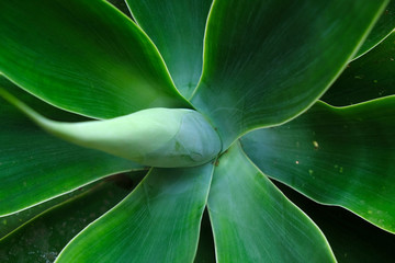Young Agave Attenuata close up