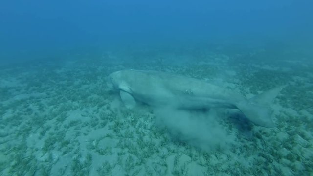 Sea Cow lies on the sea bottom covered with green algae, suddenly takes off and swims away. Dugong or Sea Cow (Dugong dugon), Underwater shot. Red Sea, Hermes Bay, Abu Dabab, Marsa Alam, Egypt