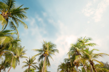 Fototapeta premium Palm tree on tropical beach with blue sky and sunlight in summer, uprisen angle. vintage instagram filter effect
