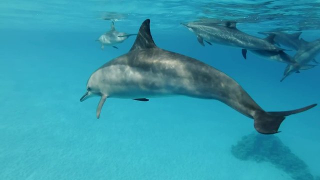 Family of dolphins alongside slowly swim under surface of the blue water in the morning sun rays. Slow motion, Closeup, Underwater shot. Spinner Dolphin (Stenella longirostris) in Red Sea, Sataya Reef