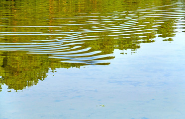 Fish floating in a lake. Fast moving of the animal creates small waves on the calm surface of the water.