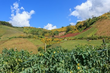 Obraz premium Tomato garden on the mountain