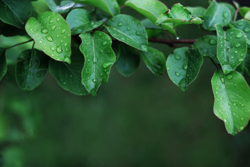 Green grass and leaves with drops of rain background, close up