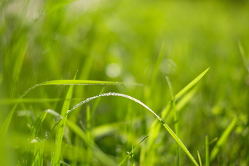 Green grass and leaves with drops of rain background, close up