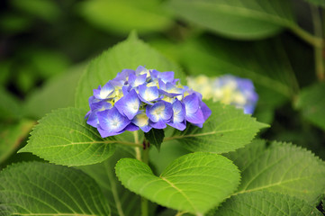 Hydrangea at the Huis Ten Bosch in Kyusyu, Nagasaki, Japan