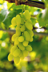 bunch of grapes on the vine