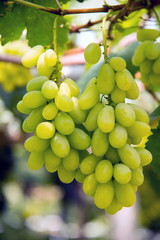 bunch of grapes on the vine