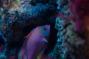 Fototapeta na wymiar Fish in water tank