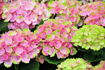 Hydrangea at the Huis Ten Bosch in Kyusyu, Nagasaki, Japan