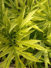 background of green leaves